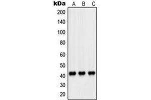 Western blot analysis of PEX14 expression in HeLa (A), HL60 (B), A431 (C) whole cell lysates. (PEX14 anticorps  (Center))