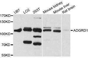 Western blot analysis of extracts of various cell lines, using ADGRD1 antibody (ABIN6290302) at 1:1000 dilution. (G Protein-Coupled Receptor 133 anticorps)