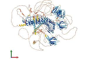 AlphaFold protein structure predicition of Human Recombinant SCRIB Protein, UniprotID Q14160