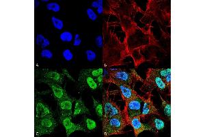 Immunocytochemistry/Immunofluorescence analysis using Mouse Anti-Alpha Synuclein Monoclonal Antibody, Clone 4F1 (ABIN5564118). (SNCA anticorps  (Biotin))