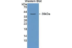 Western blot analysis of recombinant Human CRKL. (CrkL anticorps  (AA 1-303))