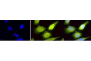 Immunocytochemistry/Immunofluorescence analysis using Rabbit Anti-AHA1 Polyclonal Antibody (ABIN361853 and ABIN361854). (AHSA1 anticorps)