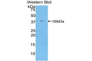 Western blot analysis of the recombinant protein. (Annexin V anticorps  (AA 1-321))