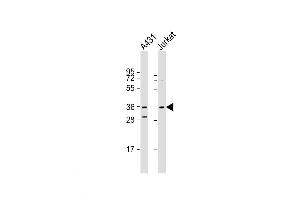 Western Blot at 1:1000 dilution Lane 1: A431 whole cell lysate Lane 2: Jurkat whole cell lysate Lysates/proteins at 20 ug per lane. (Cyclin H anticorps  (C-Term))