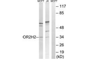 Western blot analysis of extracts from Jurkat/MCF-7 cells, using OR2H2 Antibody. (OR2H2 anticorps  (AA 241-290))
