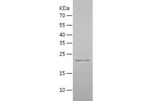 Western Blotting (WB) image for Transcription Factor MafG (Mafg) (AA 1-162) protein (His tag) (ABIN7125450)