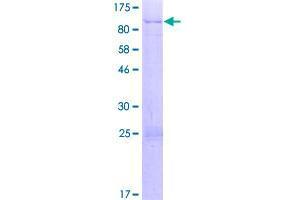 Image no. 1 for Synaptotagmin-Like 3 (SYTL3) (AA 1-610) protein (GST tag) (ABIN1322025)