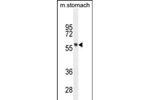 FEZF1 Antibody (N-term) (ABIN655035 and ABIN2844667) western blot analysis in mouse stomach tissue lysates (35 μg/lane). (FEZF1 anticorps  (N-Term))