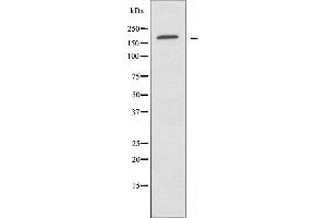 Western blot analysis of extracts from HUVEC cells, using LAMC1 antibody.