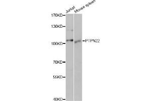 Western blot analysis of extracts of various cell lines, using PTPN22 antibody (ABIN5970653) at 1/1000 dilution. (PTPN22 anticorps)