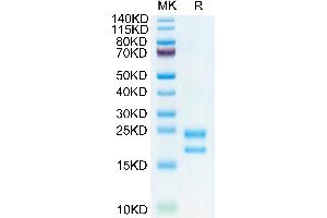 Biotinylated Human VEGF121 on Tris-Bis PAGE under reduced condition.