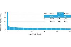 Analysis of Protein Array containing more than 19,000 full-length human proteins using HER-2 Mouse Monoclonal Antibody (ERBB2/3078).