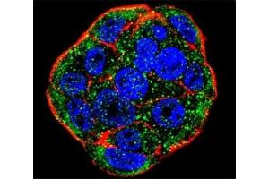 Confocal immunofluorescent analysis of FGF1 antibody with WiDr cells followed by Alexa Fluor 488-conjugated goat anti-rabbit lgG (green).