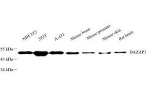 Western blot analysis of DAZAP1 (ABIN7073691) at dilution of 1: 2000 (DAZAP1 anticorps)