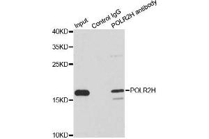 Immunoprecipitation analysis of 200ug extracts of MCF7 cells using 1ug POLR2H antibody. (POLR2H anticorps  (AA 1-150))