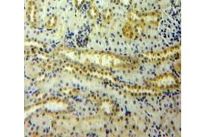 IHC-P analysis of Rat Tissue, with DAB staining. (Angiopoietin 2 anticorps  (AA 352-477))