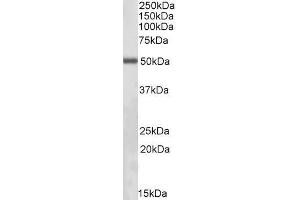 ABIN570904 (0. (ILK anticorps  (C-Term))