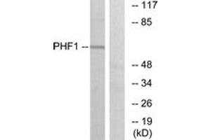 Western Blotting (WB) image for anti-PHD Finger Protein 1 (PHF1) (AA 345-394) antibody (ABIN2889319) (PHF1 anticorps  (AA 345-394))