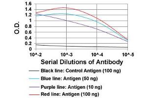 ELISA analysis of BACE1 monoclonal antibody, clone 3C1C3  at 1:10000 dilution. (BACE1 anticorps  (AA 112-324))
