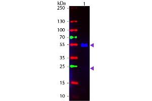 Western Blot of Fluorescein conjugated Goat anti-Human IgG secondary antibody. (Chèvre anti-Humain IgG (Heavy & Light Chain) Anticorps (FITC) - Preadsorbed)