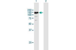 Western Blot analysis of EPHA6 expression in transfected 293T cell line by EPHA6 MaxPab polyclonal antibody. (EPH Receptor A6 anticorps  (AA 1-1036))