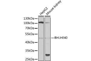 Western blot analysis of extracts of various cell lines, using BHLHE40 antibody (ABIN6129354, ABIN6137550, ABIN6137551 and ABIN6222195) at 1:1000 dilution. (BHLHE40 anticorps  (AA 173-412))