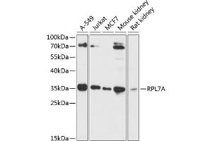 Western blot analysis of extracts of various cell lines, using RPL7A antibody (ABIN6128658, ABIN6147151, ABIN6147153 and ABIN6218286) at 1:3000 dilution.