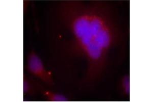 Image no. 1 for anti-Forkhead Box O1 (FOXO1) (AA 254-258) antibody (ABIN197334) (FOXO1 anticorps  (AA 254-258))