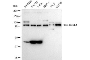 Western blotting analysis using CSDE1 antibody (ABIN7798122).