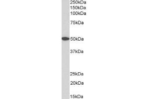 ABIN2745405 (0. (GPR39 anticorps  (AA 377-391))