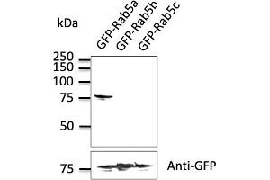 Western Blotting (WB) image for anti-RAB5A, Member RAS Oncogene Family (RAB5A) (C-Term) antibody (ABIN1439994) (RAB5 anticorps  (C-Term))