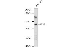 Western blot analysis of extracts of R.