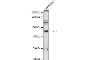 Western blot analysis of extracts of R. (EZH1 anticorps  (AA 160-280))