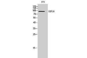 Western Blotting (WB) image for anti-Ubiquitin Specific Peptidase 16 (USP16) (Internal Region) antibody (ABIN3177882) (USP16 anticorps  (Internal Region))