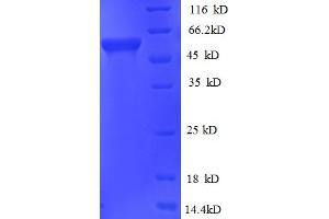 SDS-PAGE (SDS) image for Glycerol Kinase (GK) (AA 1-496), (full length) protein (His tag) (ABIN5711201)