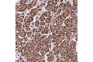 Immunohistochemical staining of human pancreas with C9orf142 polyclonal antibody  shows strong nuclear positivity in exocrine glandular cells at 1:1000-1:2500 dilution. (C9orf142 anticorps)