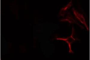 ABIN6278551 staining  293 cells by IF/ICC.