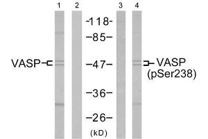 Western blot analysis of the extracts from NIH/3T3 cells using VASP (Ab-238) antibody (E021172, Lane 1 and 2) and VASP (phospho-Ser238) antibody (E011158, Lane 3 and 4).