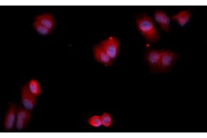 Immunofluorescence (IF) image for anti-Annexin A13 (ANXA13) (AA 1-316) antibody (APC) (ABIN5564969) (Annexin A13 anticorps  (AA 1-316) (APC))