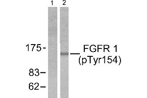 Western blot analysis of extracts from 293 cells treated with EGF (200ng/ml, 30mins), using FGF Receptor 1 (phospho-Tyr154) antibody (Line 1 and 2). (FGFR1 anticorps  (pTyr154))