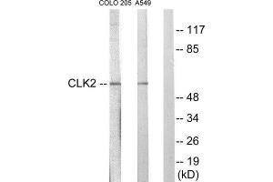 Western Blotting (WB) image for anti-CDC-Like Kinase 2 (CLK2) (N-Term) antibody (ABIN1849396)