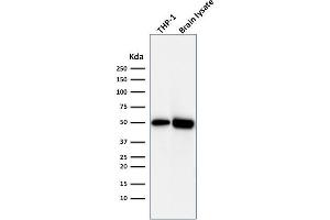 Western Blot Analysis of THP1 cell lysate and Brain tissue lysate using ATG5 Mouse Monoclonal Antibody (ATG5/2492). (ATG5 anticorps  (AA 1-119))