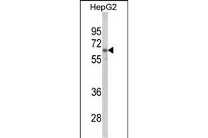 Western blot analysis of HNRPL Antibody (C-term) (ABIN650773 and ABIN2839553) in HepG2 cell line lysates (35 μg/lane). (HNRNPL anticorps  (C-Term))