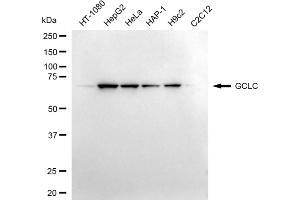 Western blotting analysis using GCLC antibody (ABIN7798742). (Recombinant GCLC anticorps)