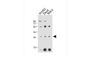 All lanes : Anti-RPS4Y1 Antibody (Center) at 1:2000 dilution Lane 1: HUVEC whole cell lysate Lane 2: Daudi whole cell lysate Lane 3: Molt-4 whole cell lysate Lysates/proteins at 20 μg per lane. (RPS4Y1 anticorps  (AA 76-105))