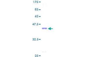 Image no. 1 for Ribosomal Protein S16 (RPS16) (AA 1-146) protein (GST tag) (ABIN1318750)