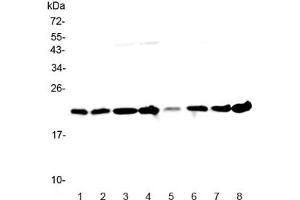Western blot testing of human 1) HeLa, 2) placenta, 3) MCF7, 4) COLO320, 5) 22RV1, 6) HepG2, 7) A431 and 8) U937 lysate with GLO1 antibody at 0. (GLO1 anticorps)