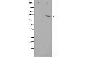 Western blot analysis on HepG2 cell lysate using RBAK Antibody,The lane on the left is treated with the antigen-specific peptide. (RBAK anticorps  (N-Term))