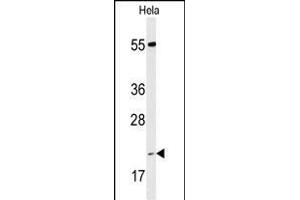 Western blot analysis of IC Antibody (Center) (ABIN653304 and ABIN2842804) in Hela cell line lysates (35 μg/lane). (PPIC anticorps  (AA 61-89))