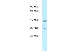 WB Suggested Anti-SLAMF1 Antibody Titration: 1. (SLAMF1 anticorps  (C-Term))